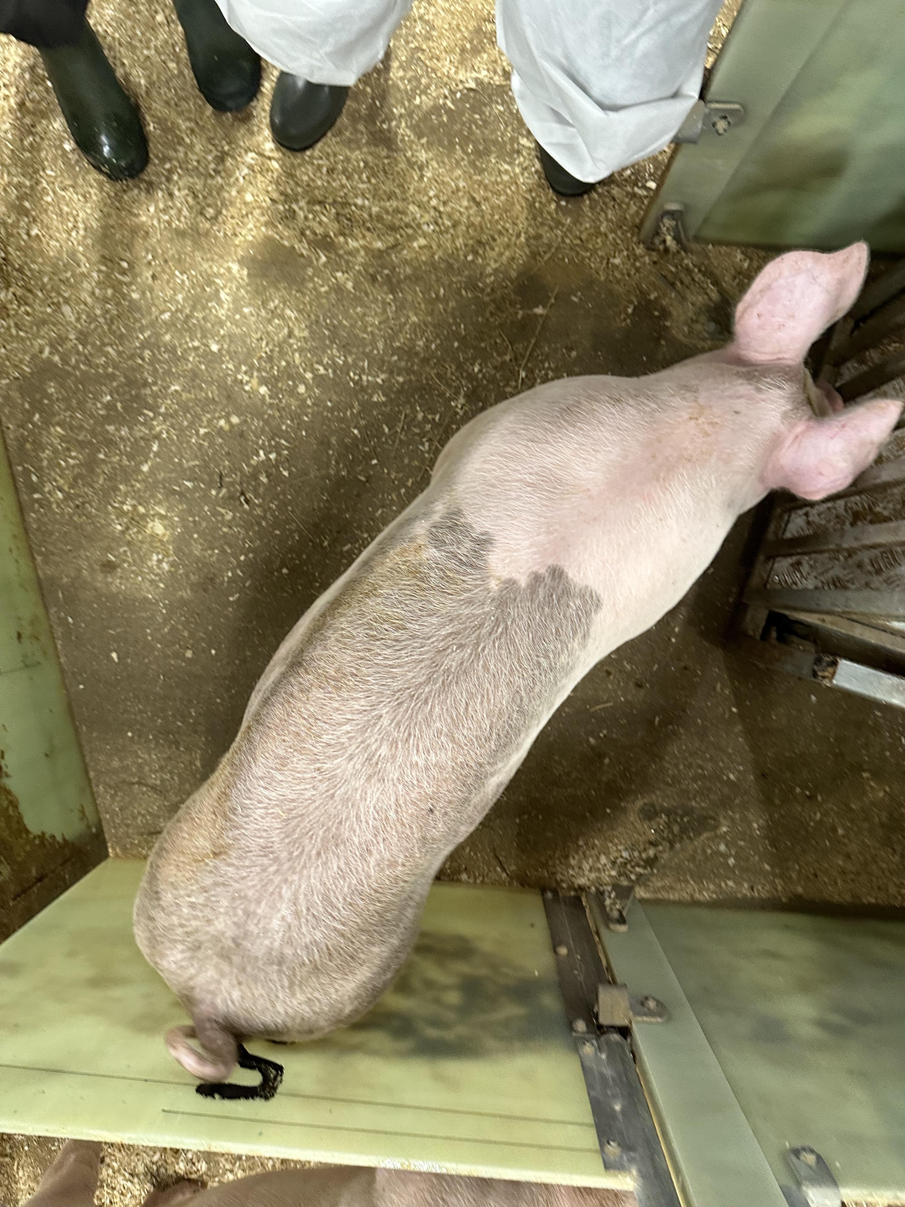 Pig Weight Estimation