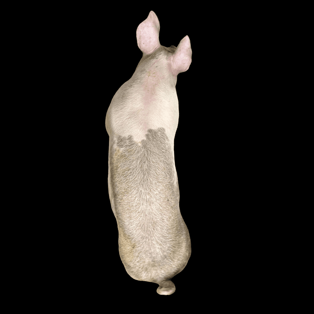 Pig Weight Estimation